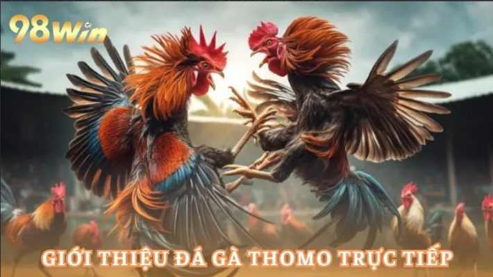 Đá Gà Thomo Trực Tiếp